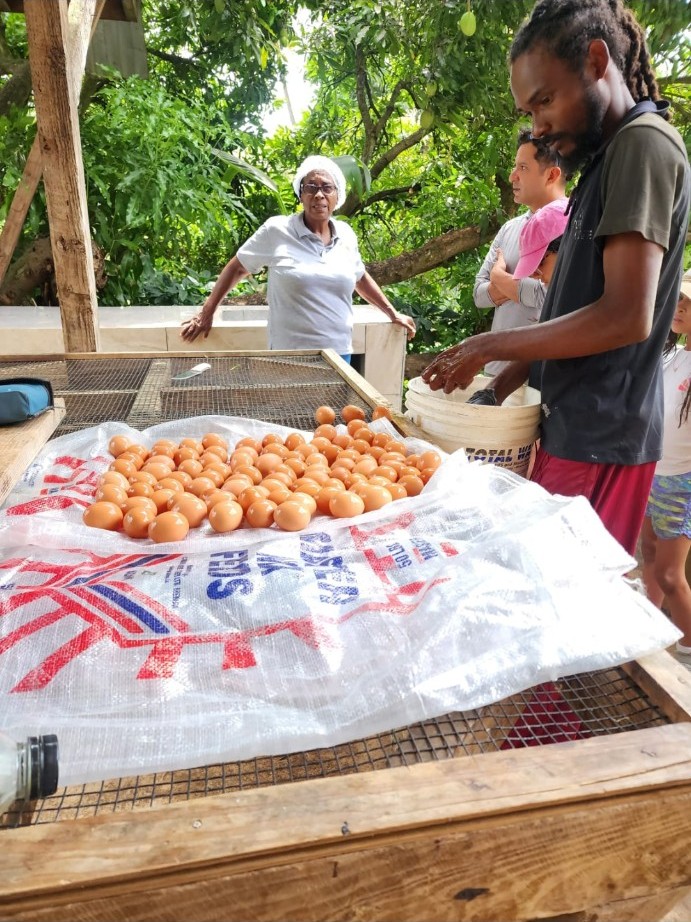 Fresh eggs and visitors at T’s EcoGarden